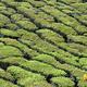 Tea industry calls for scientific quality grading of tea