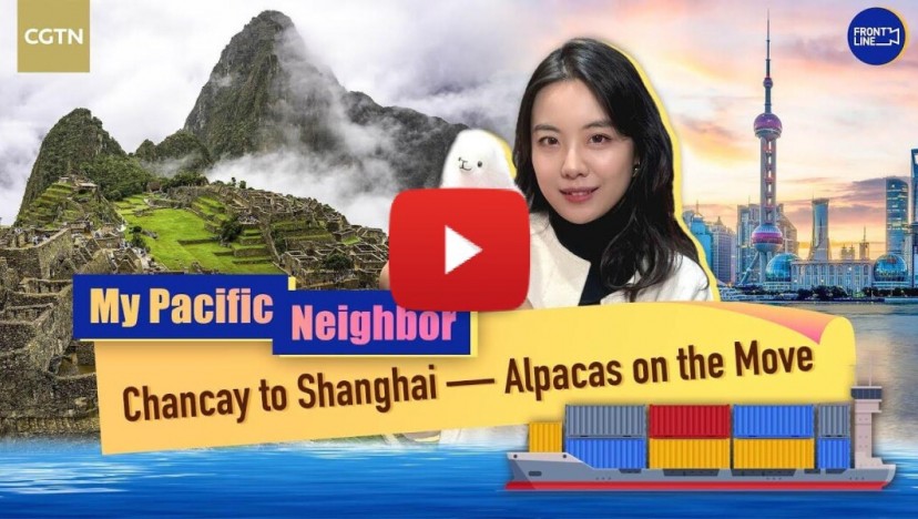 Chancay to Shanghai -- Alpacas on the Move