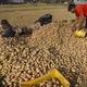 Potato traders threaten strike from December 3 if West Bengal doesn't allow selling to other States