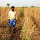 ‘Tur Bowl of Karnataka’ on the boil as dry spell destroys red gram crop