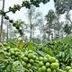 Coffee prices soar, but 15% loss in yield expected in Karnataka due to vagaries of weather