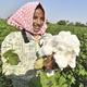 Cotton imports increase despite pressure on Indian cotton prices